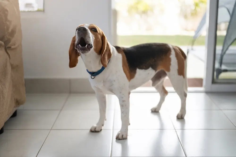 como ensinar o cachorro a nao latir