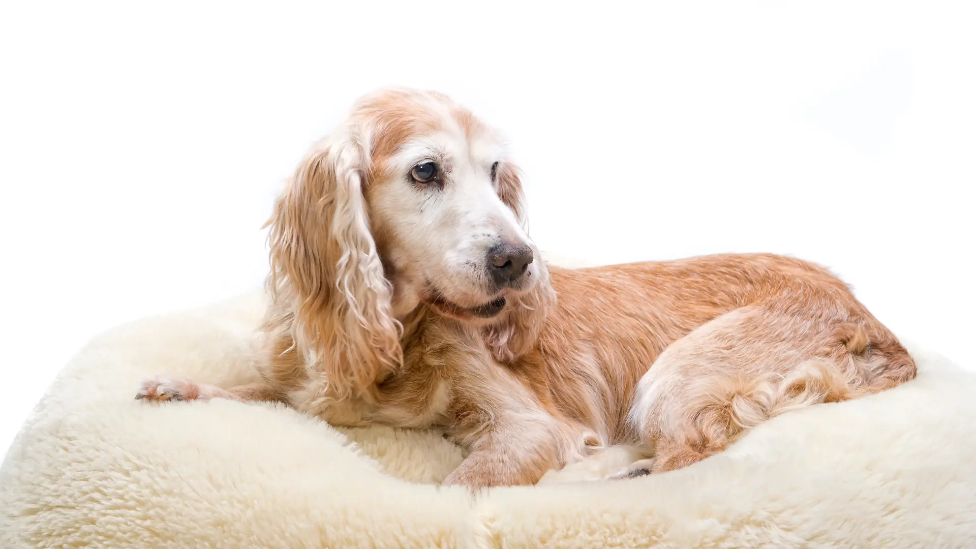 como fazer caminha de cachorro com cobertor