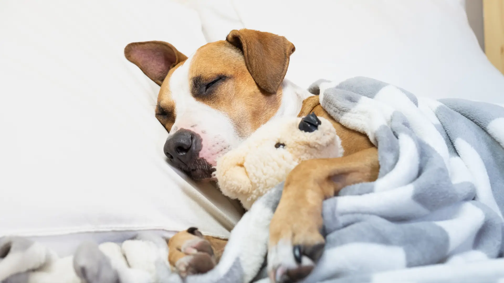 como fazer caminha de cachorro com travesseiro