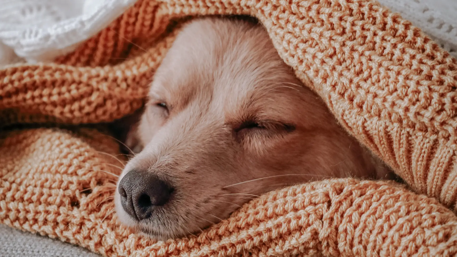 como fazer caminha de cachorro de tecido passo a passo