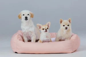 como-fazer-caminha-para-cachorro