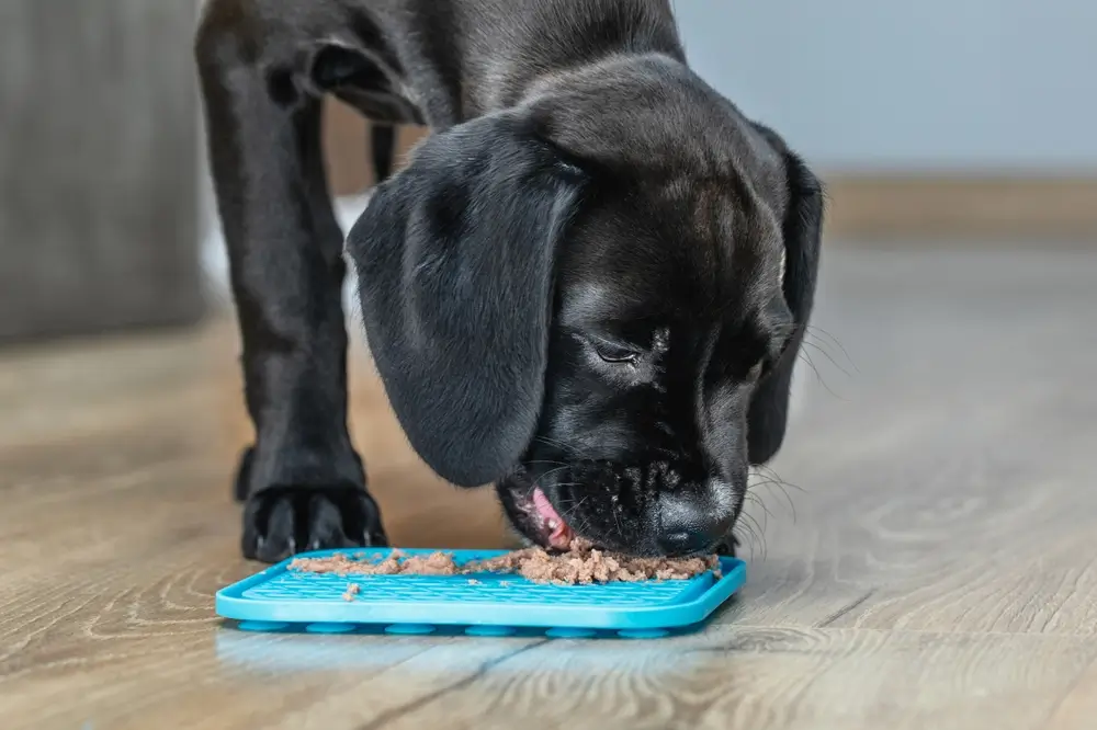 como fazer comida pastosa para cachorro