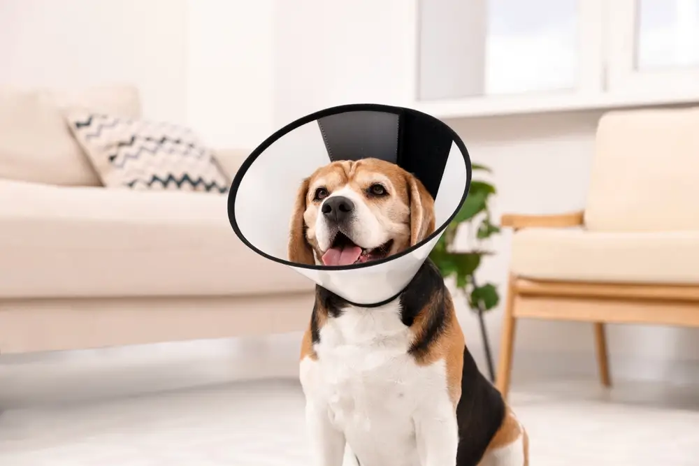 como fazer cone para cachorro