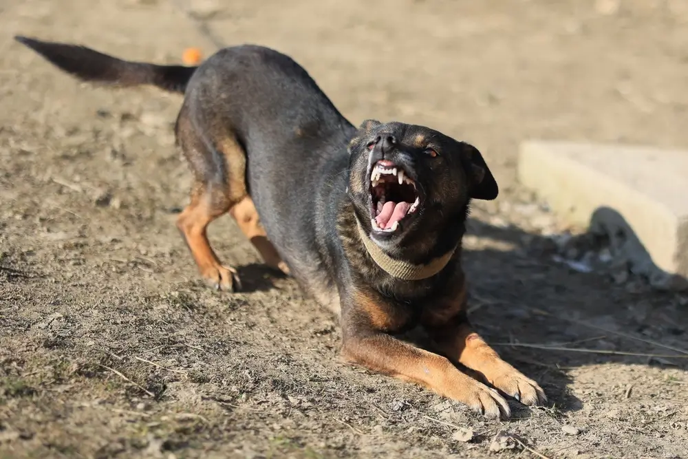 como fazer o cachorro parar de latir quando fica sozinho