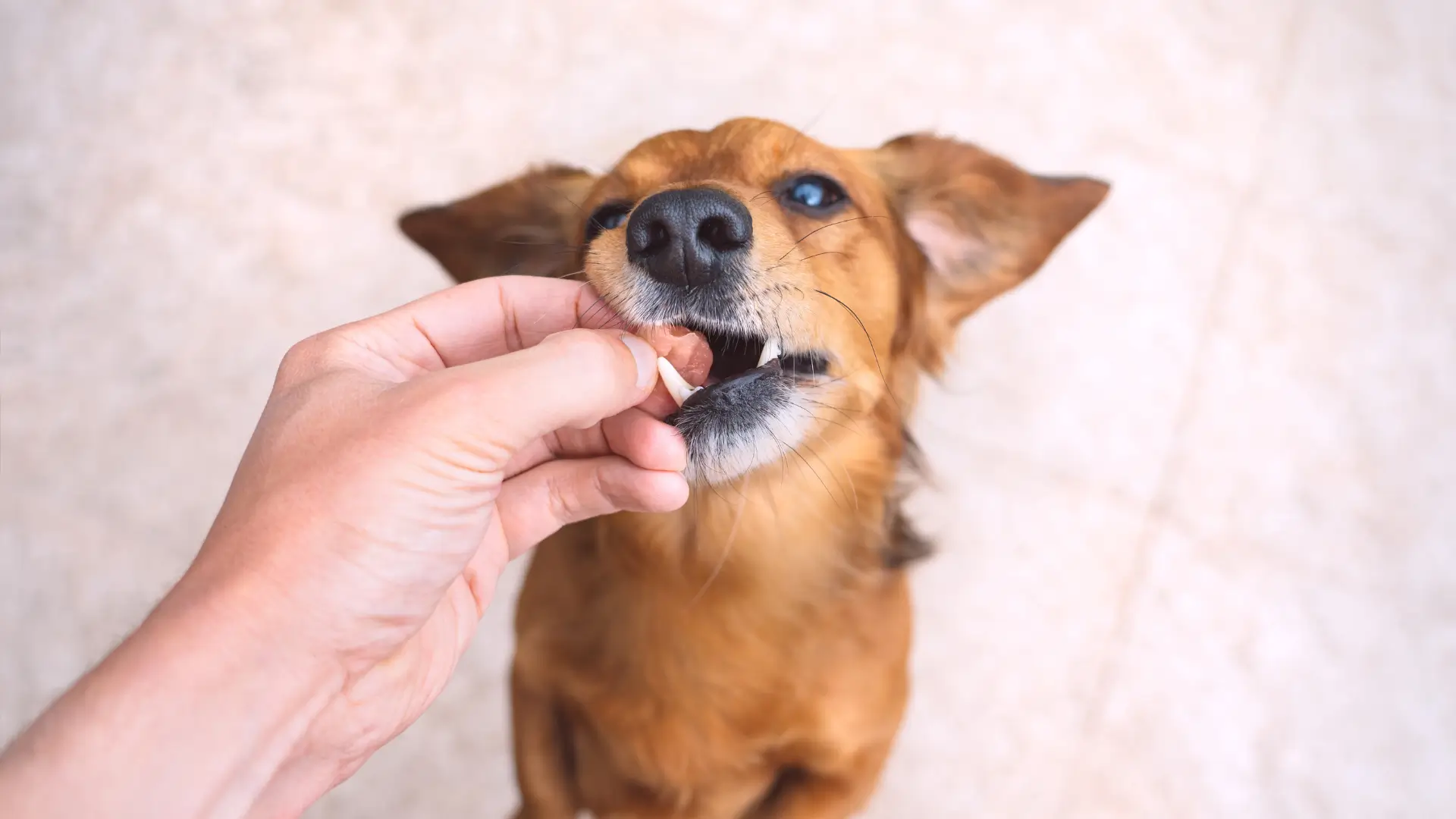 como fazer para cachorro parar de vomitar