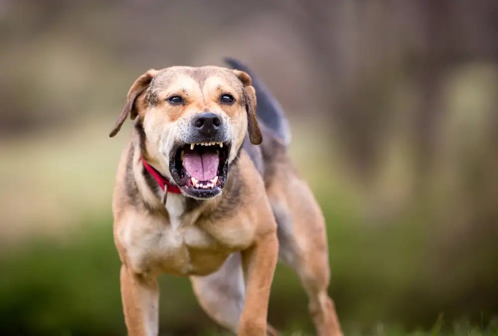 como fazer um cachorro parar de latir a noite