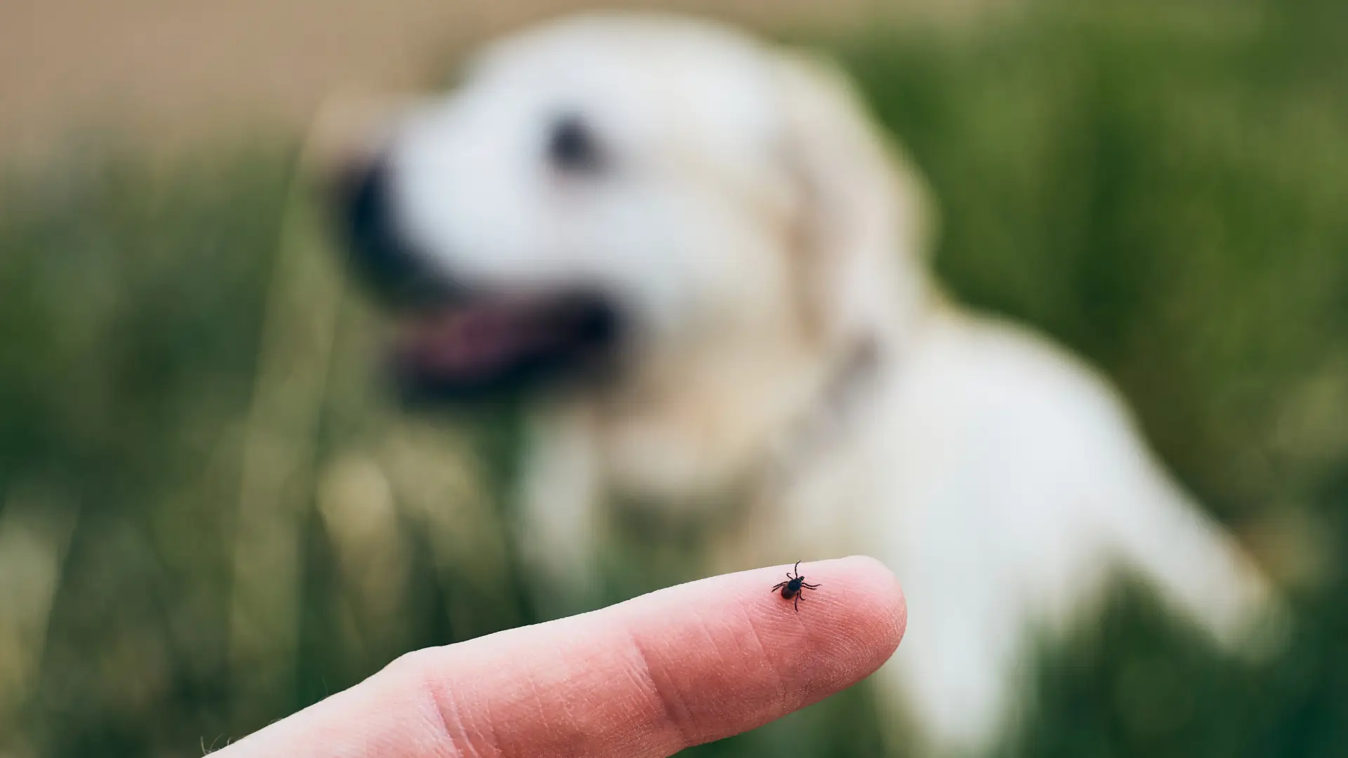 como tirar carrapato da orelha do cachorro