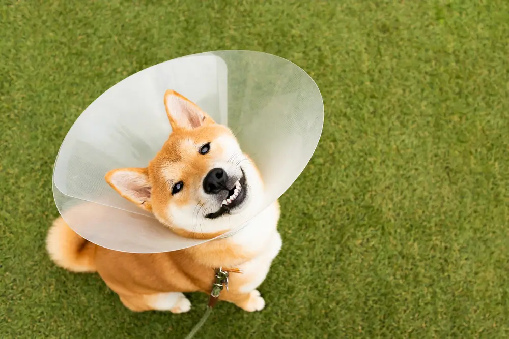 cone para cachorro grande