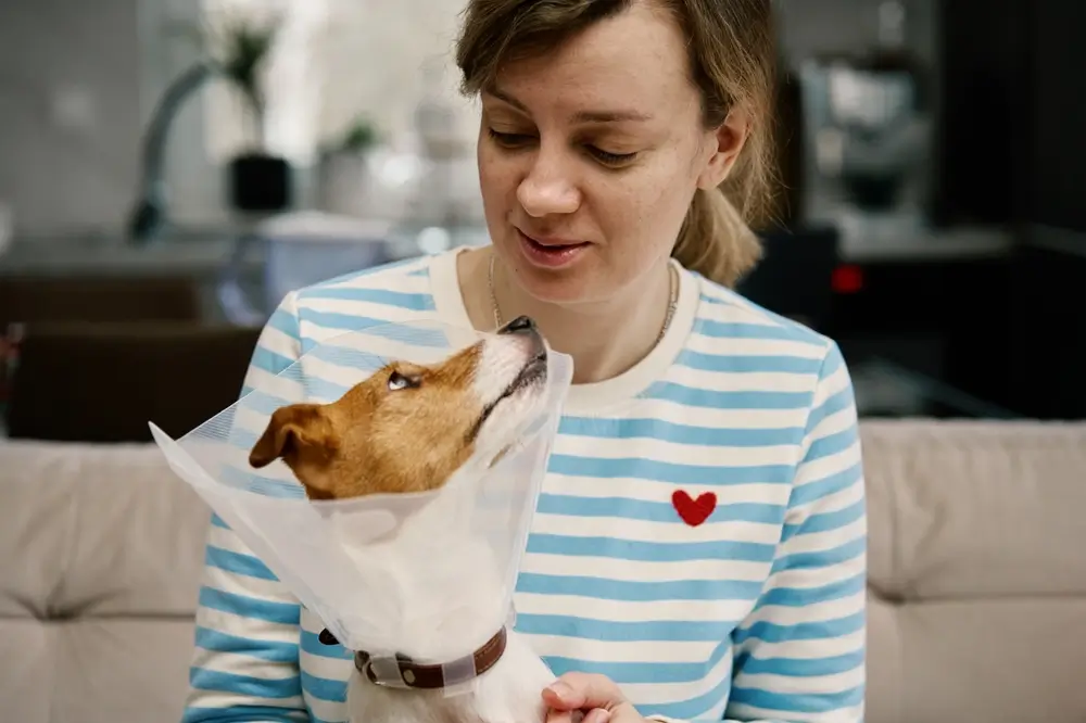 cone para cachorro pequeno