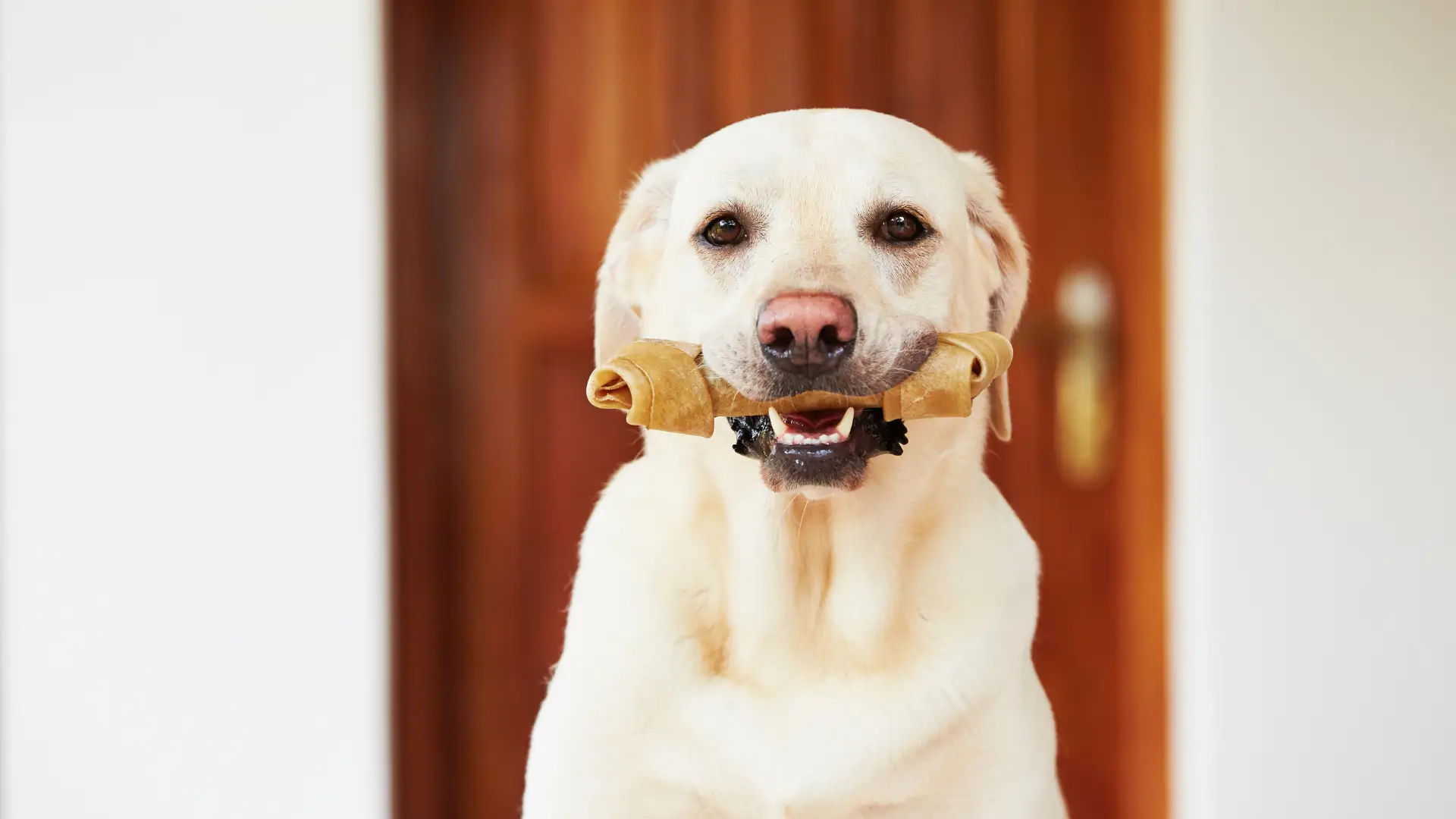 cuidados com cachorro