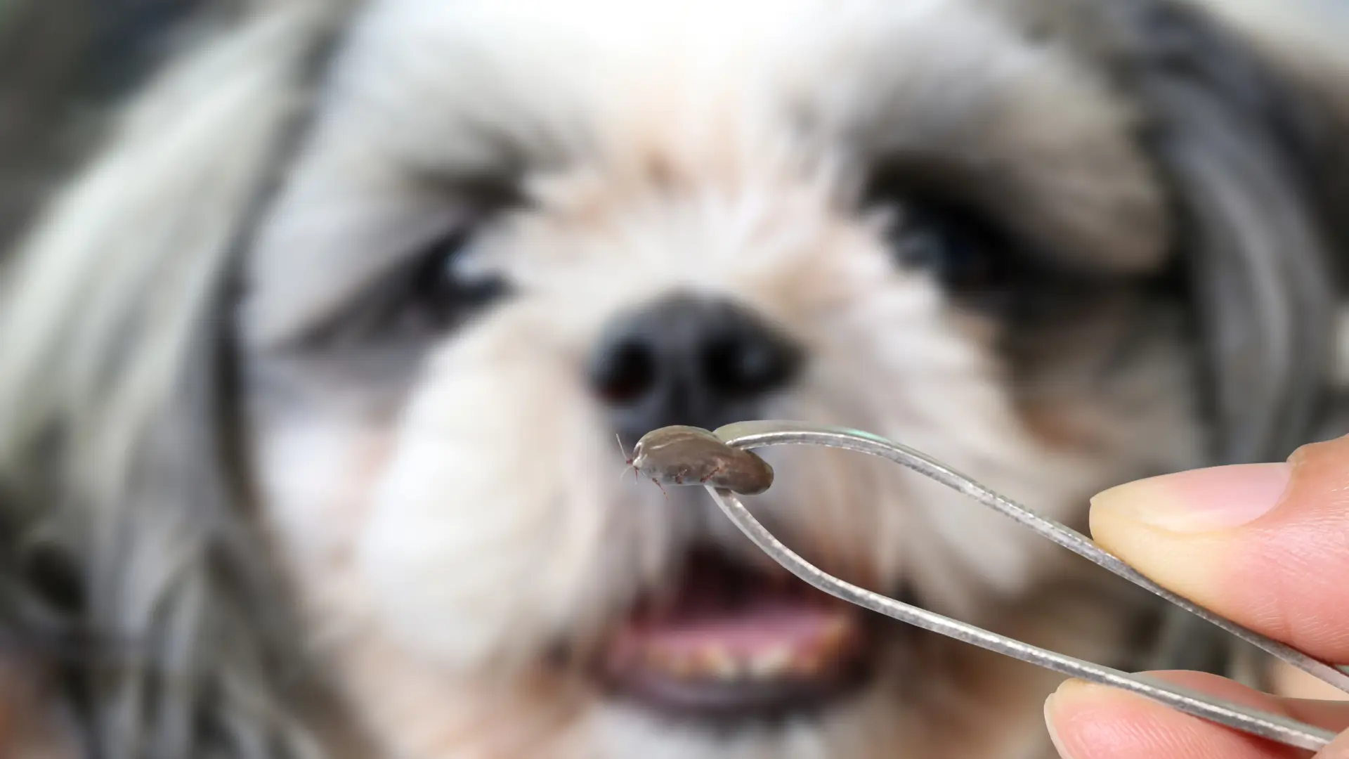 de onde vem os carrapatos dos cachorros