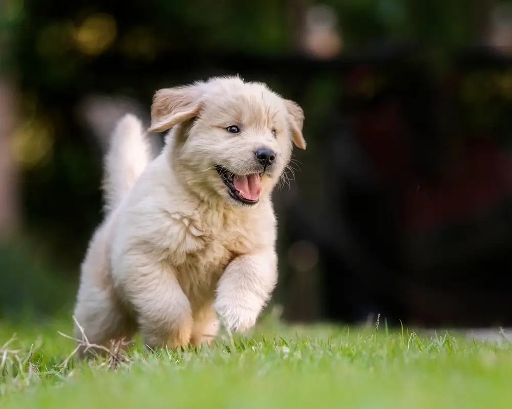 foto de cachorro filhote fofo