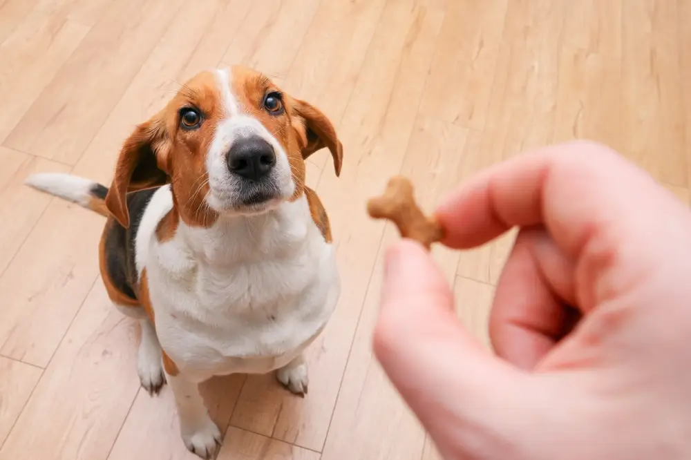 melhor petisco para limpar dentes de cachorro