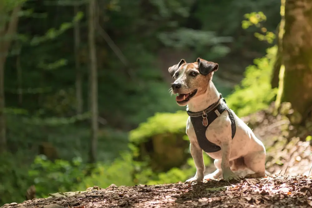 melhores coleiras para cachorro