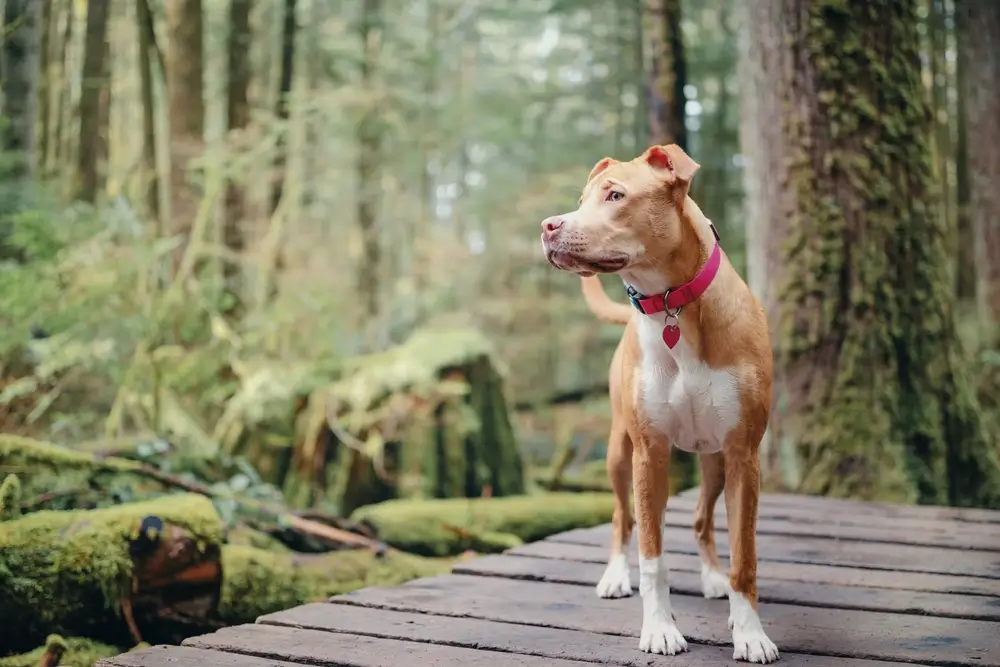 melhores marcas de coleiras para cachorro