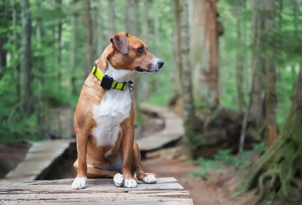 modelo de coleira para cachorro