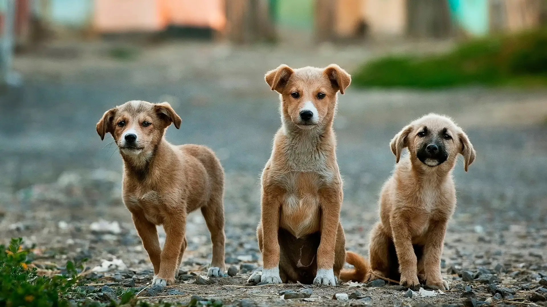 nomes para cachorros por raca