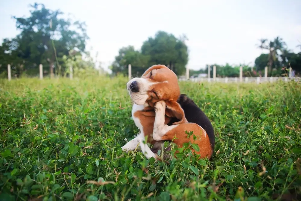 o que e bom para matar carrapato de cachorro