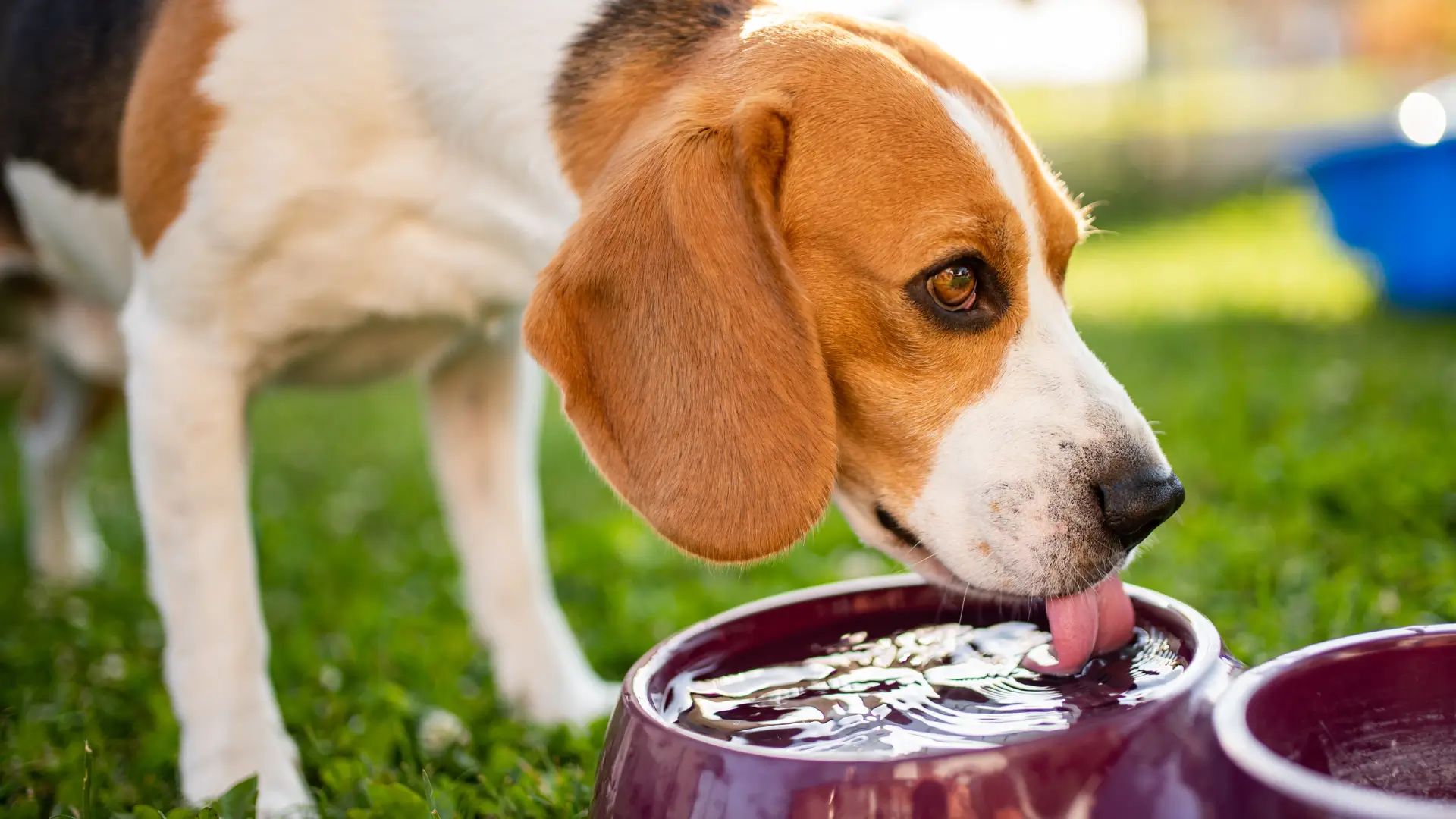 o que e bom para parar tosse de cachorro