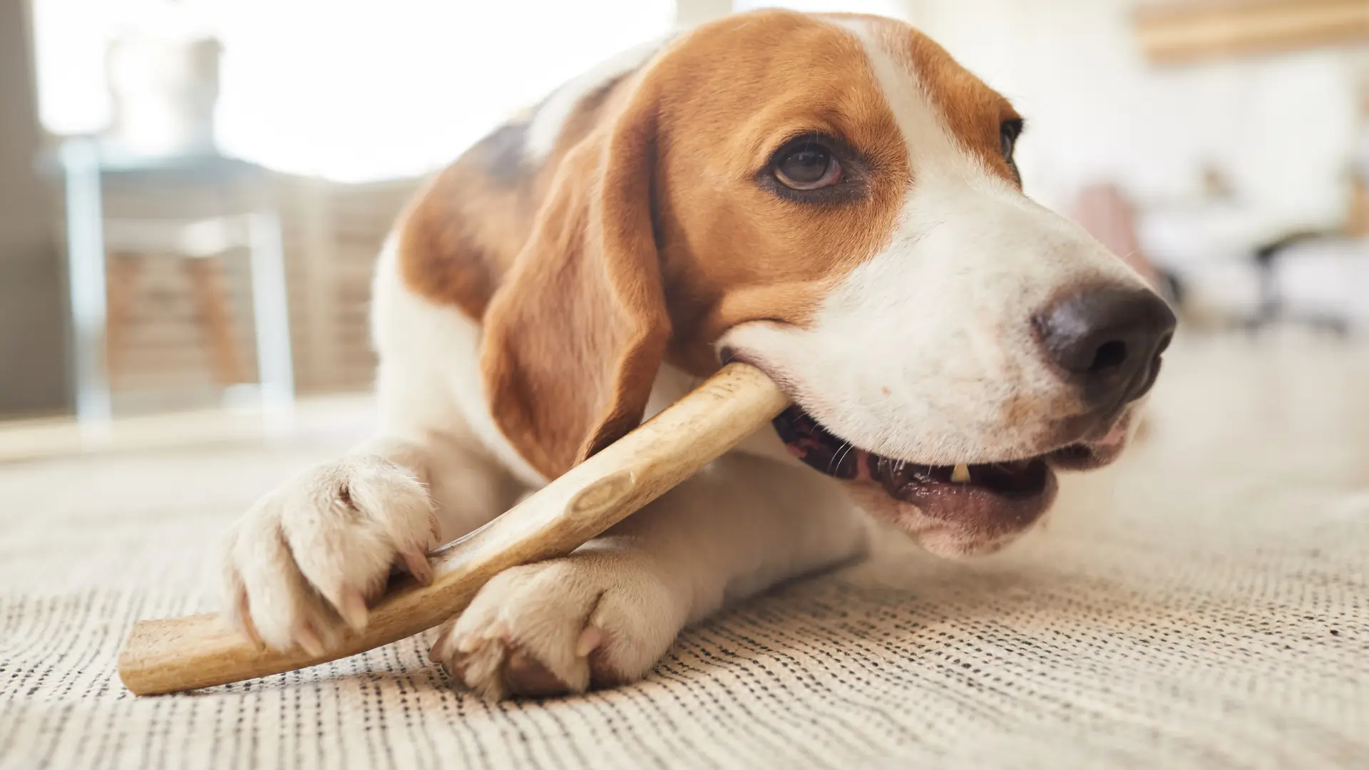 o que fazer com cachorro engasgado com osso