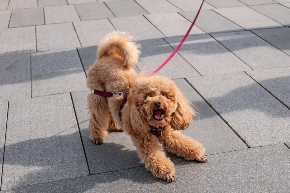 o que fazer pro cachorro parar de latir