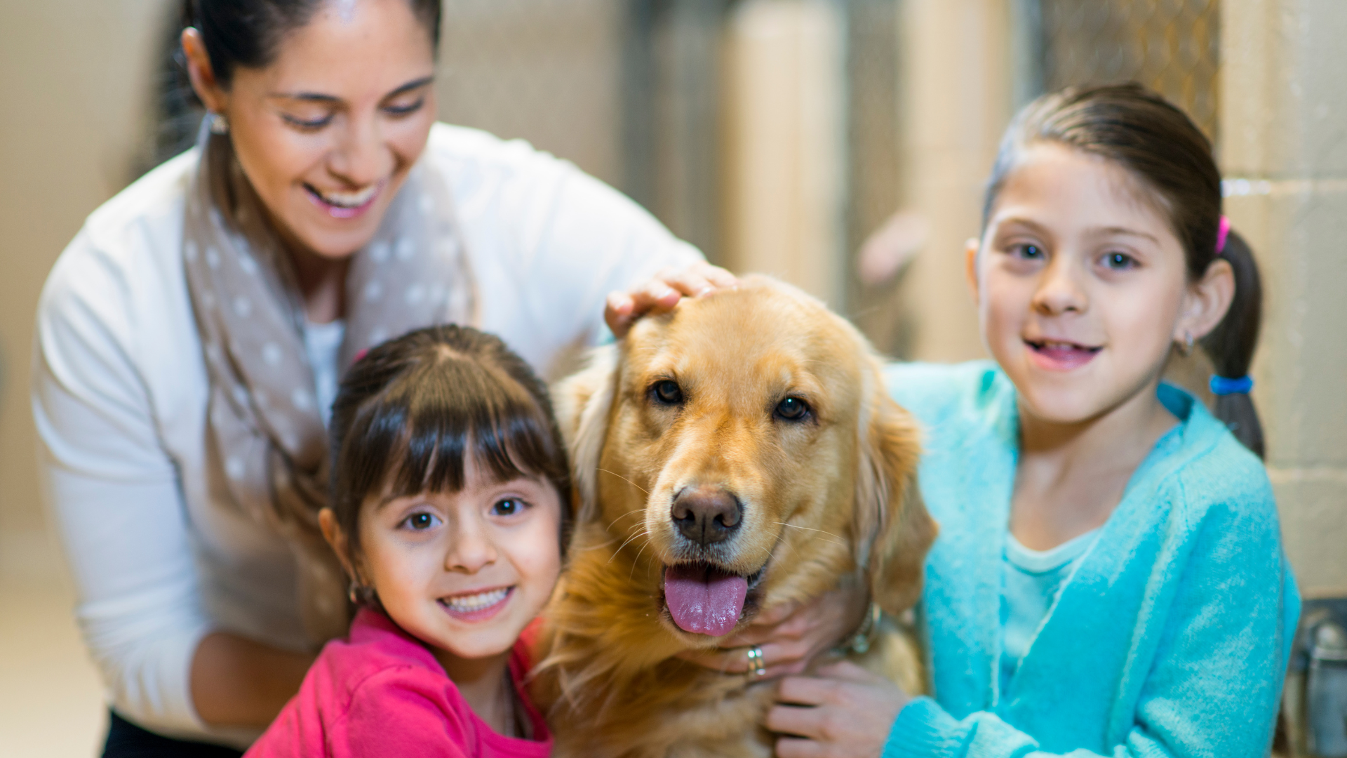 o que precisa saber antes de adotar um cachorro