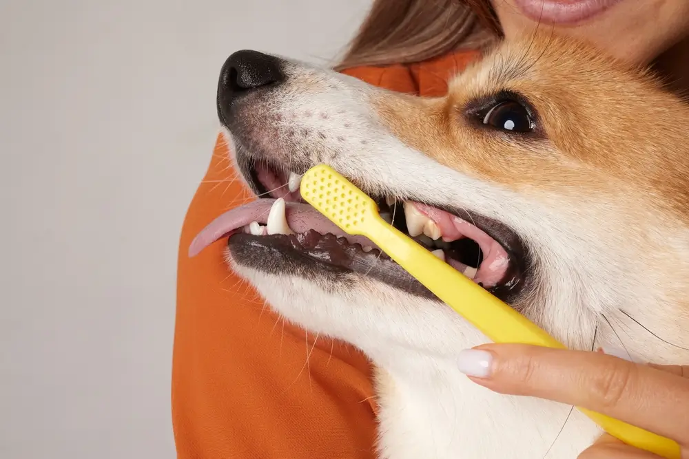 pasta de dente enzimatica cachorro