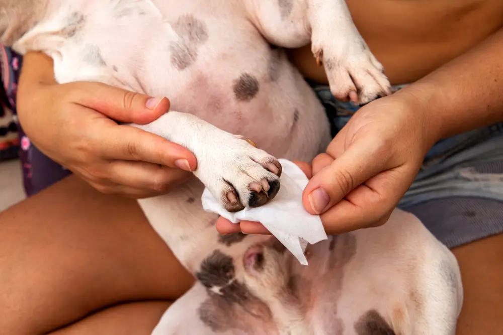 pode passar lenco umedecido em cachorro