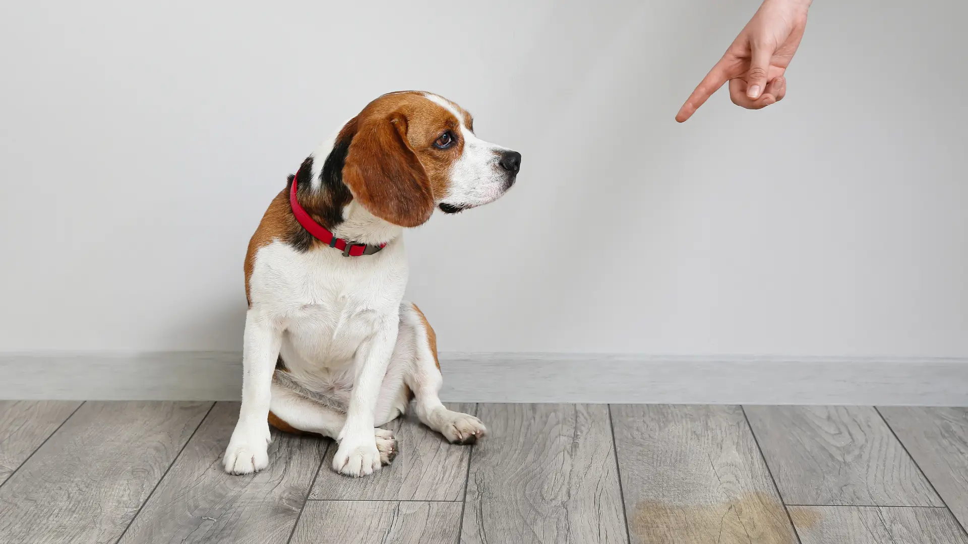 produto para ensinar cachorro a fazer necessidades no lugar certo