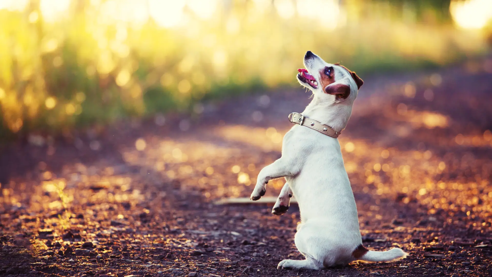 qual a idade maxima para adestrar um cachorro