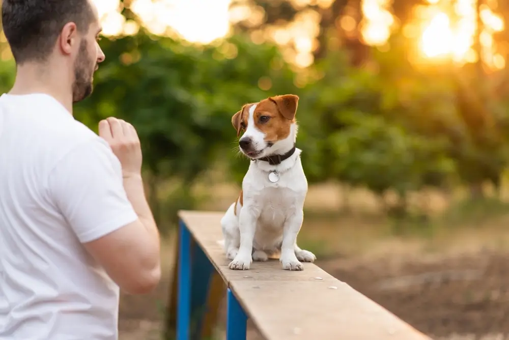 quanto tempo leva para adestrar um cachorro