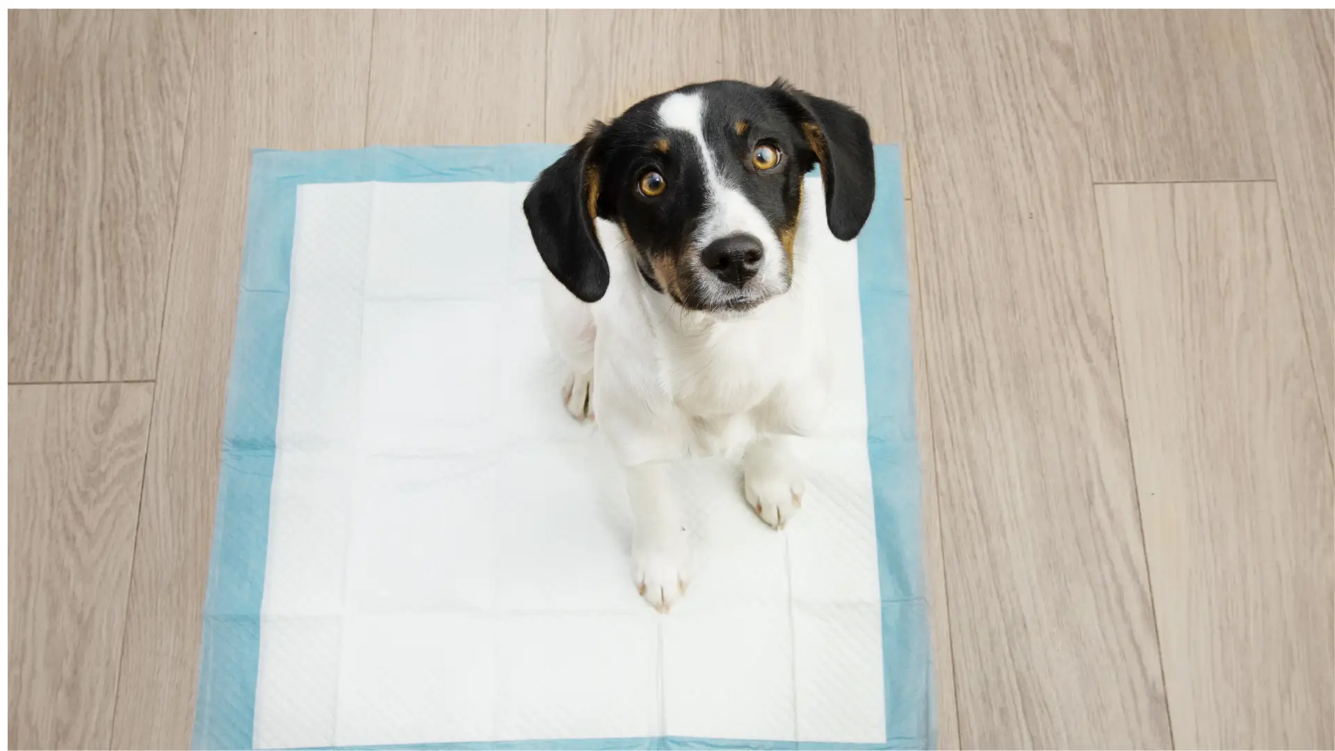 quanto tempo o cachorro aprende a fazer as necessidades no lugar certo