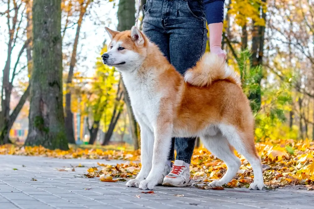 raca de cachorro akita inu