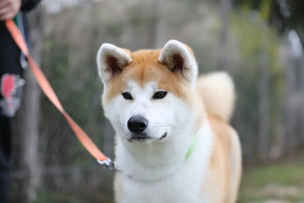 raca de cachorro akita