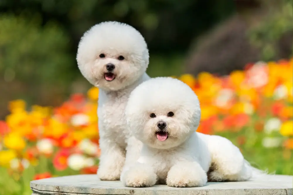 raca de cachorro bichon frise 1