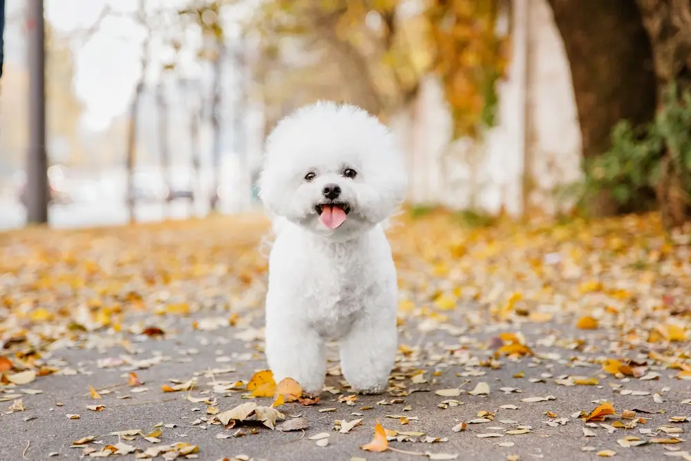 raca de cachorro bichon frise