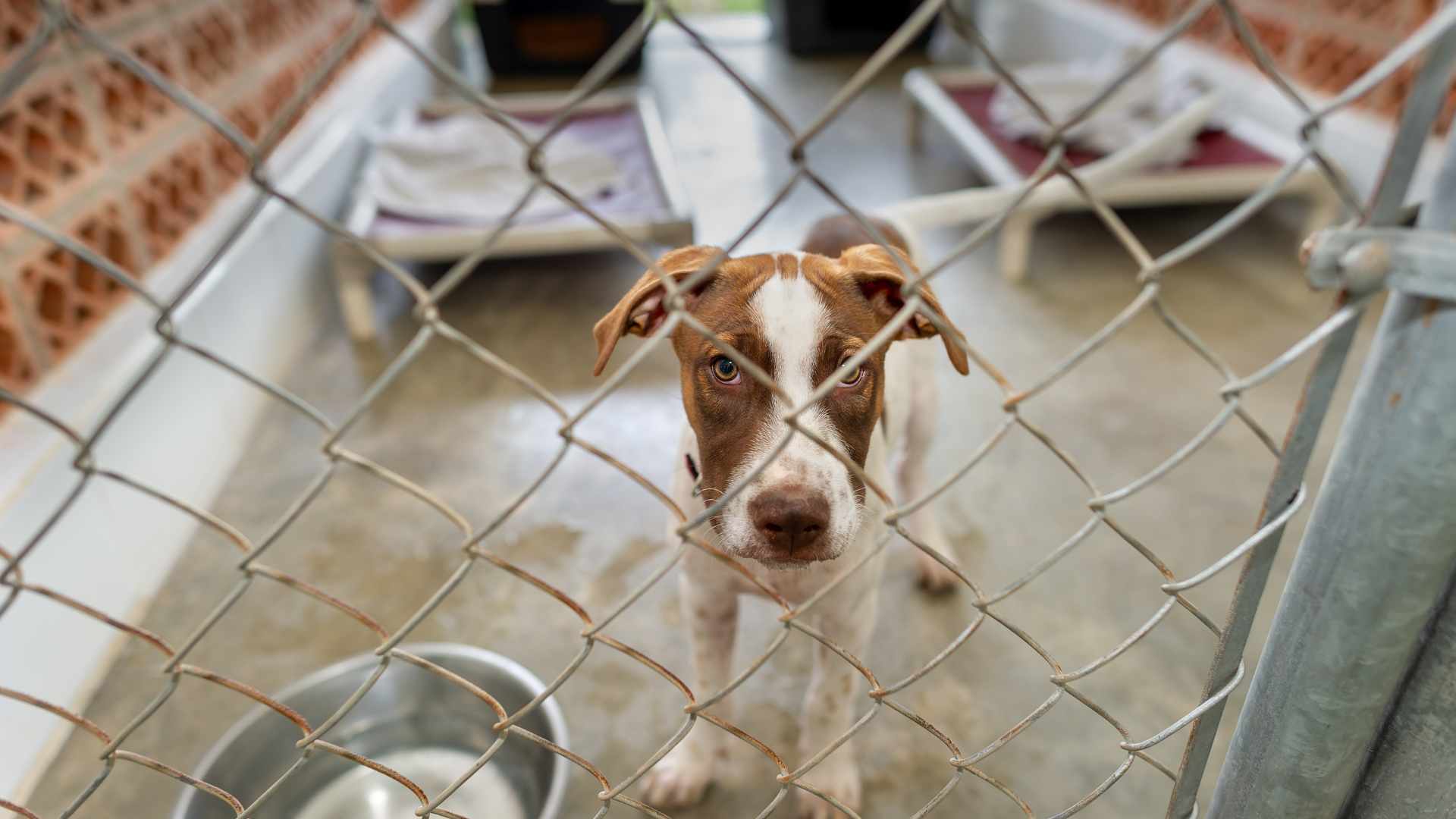 raca de cachorro mais facil de cuidar