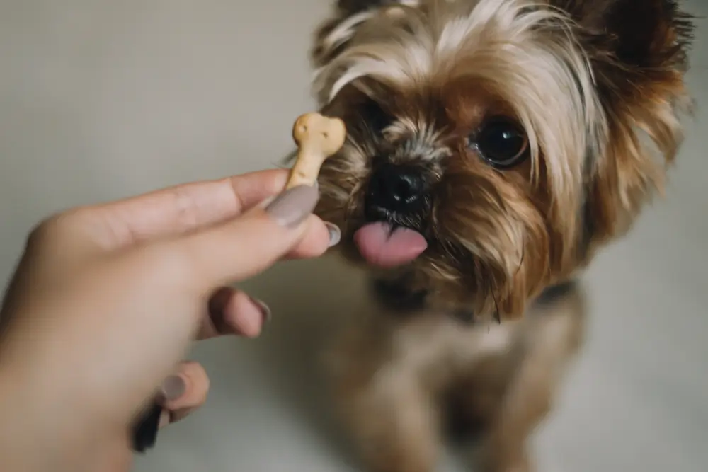 receitas de petiscos para cachorros