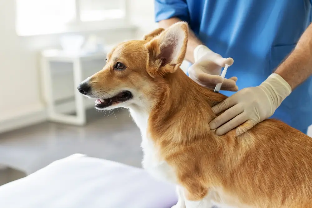 vacina para cachorro