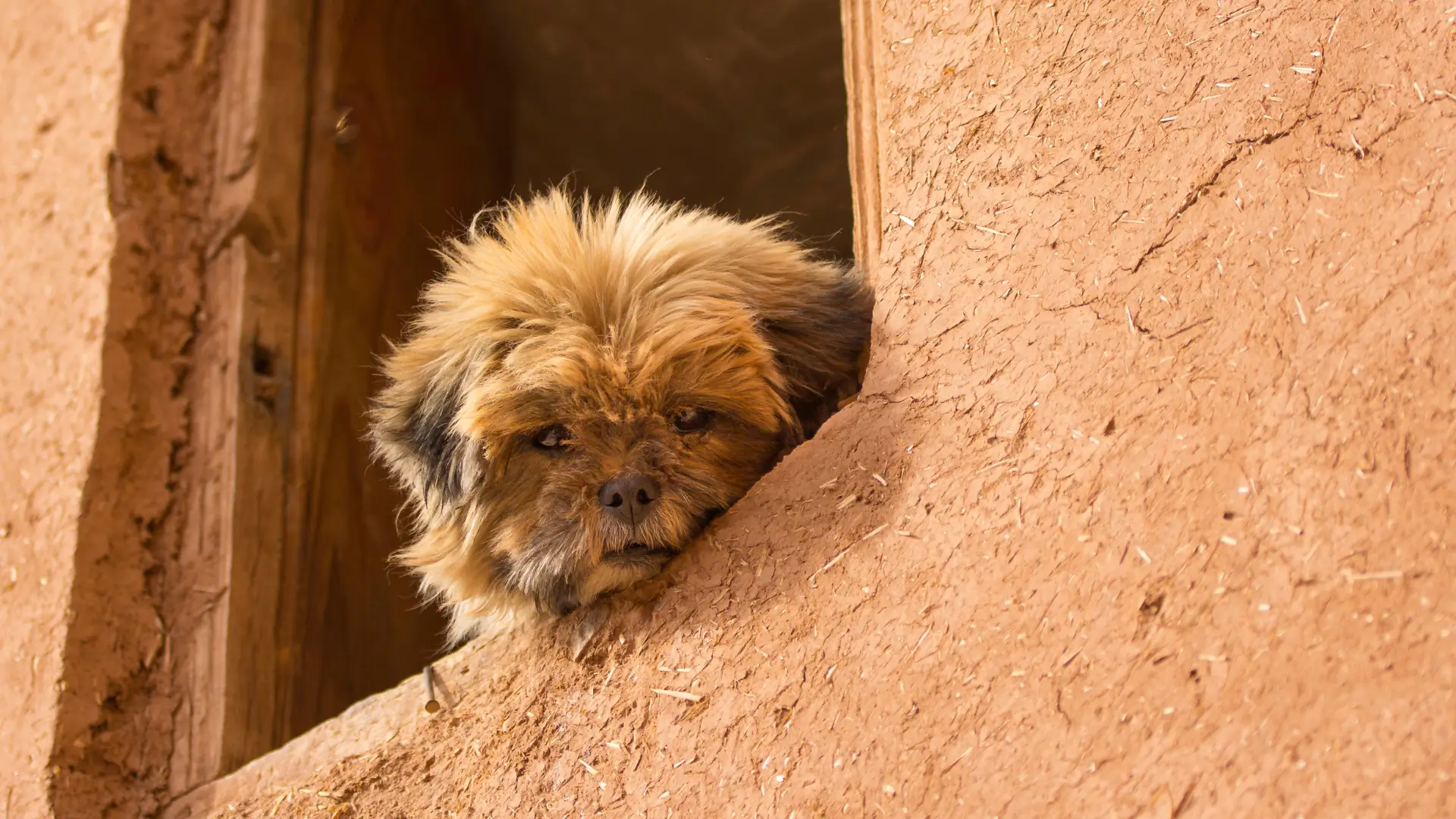 affenpinscher cores