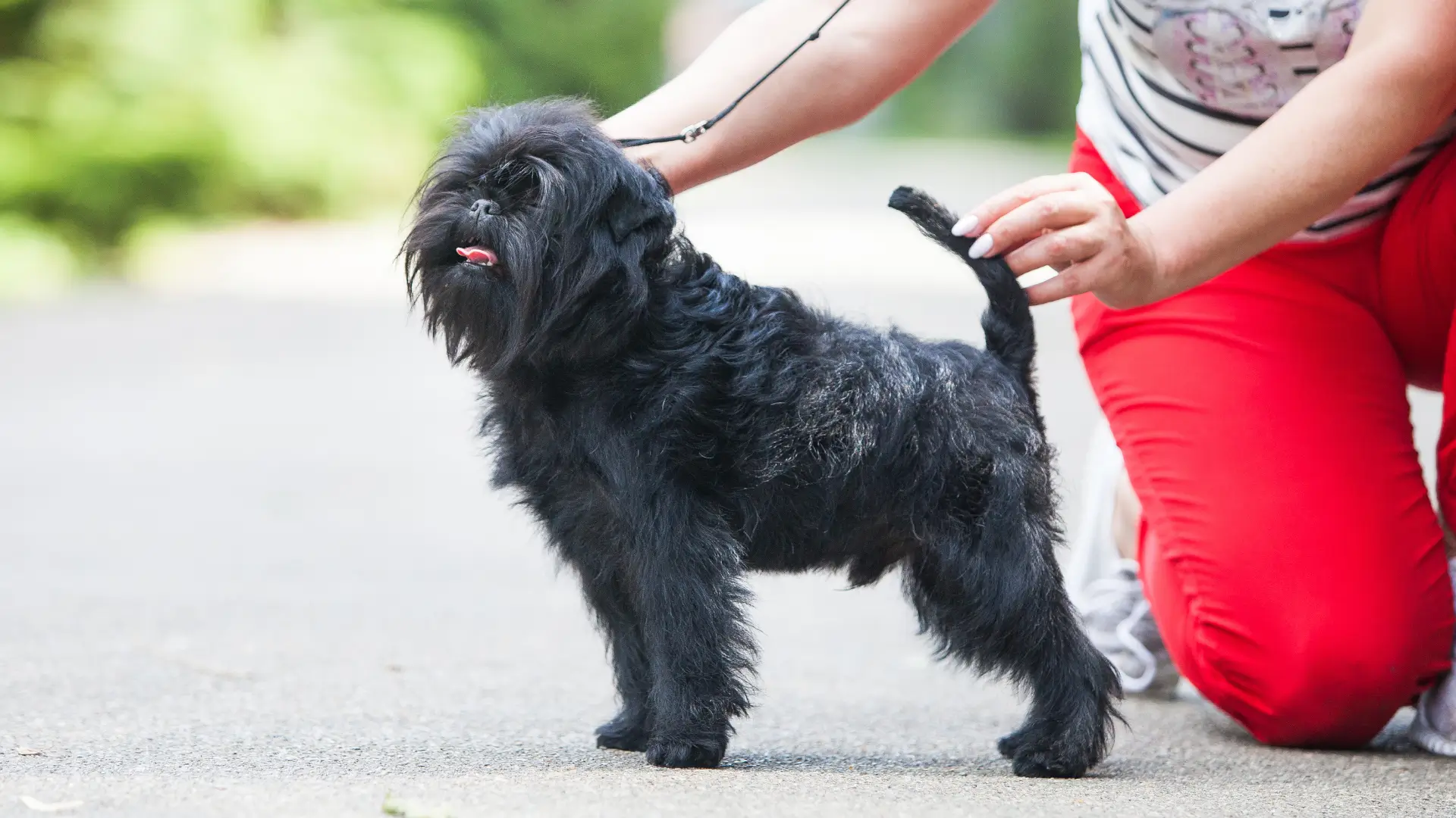 affenpinscher filhote