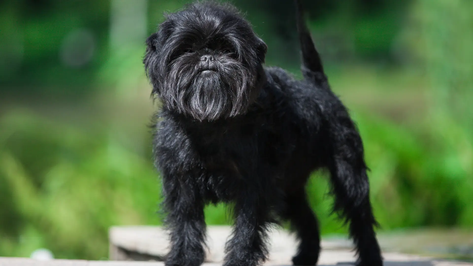 affenpinscher