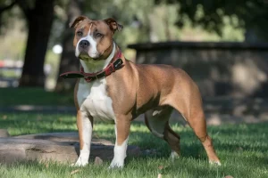 american-staffordshire-terrier-marron