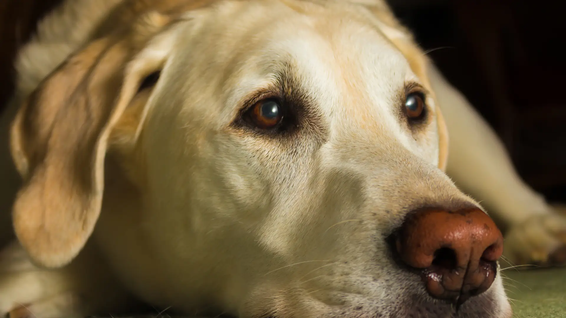 ansiedade de separacao cachorro remedio