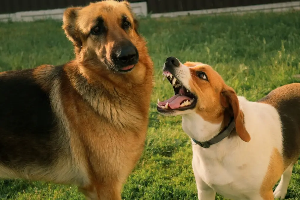 cachorro agressivo