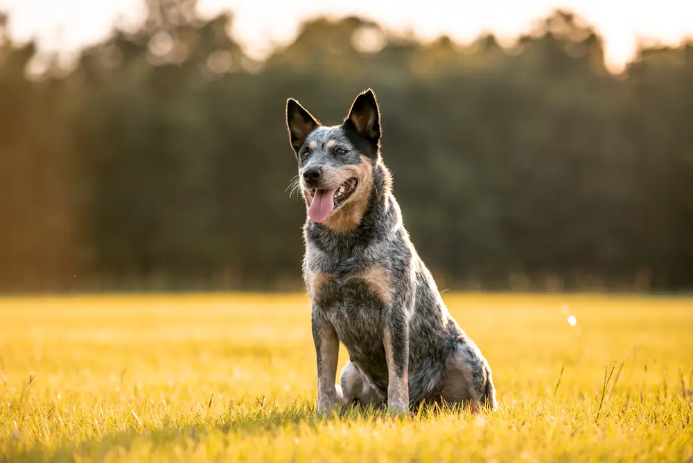 cachorro boiadeiro australiano