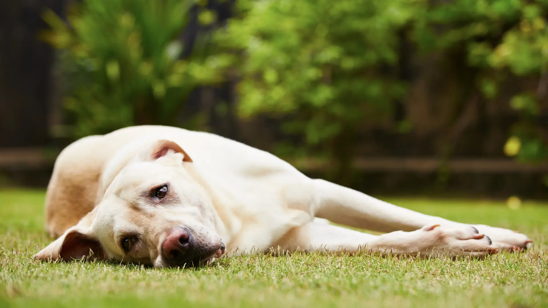 cachorro com ansiedade de separacao