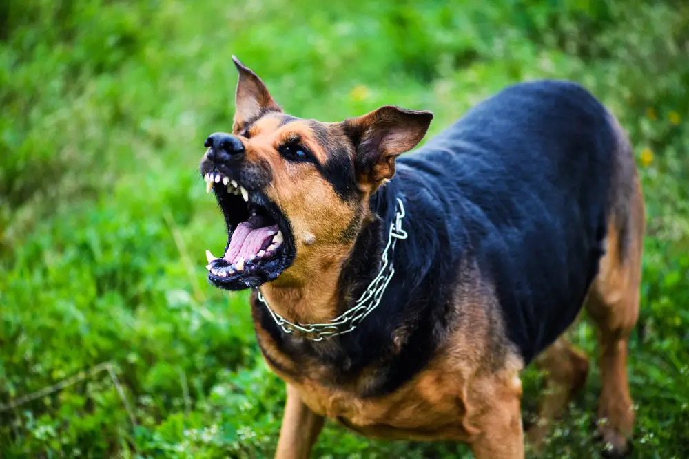 cachorro mais agressivo