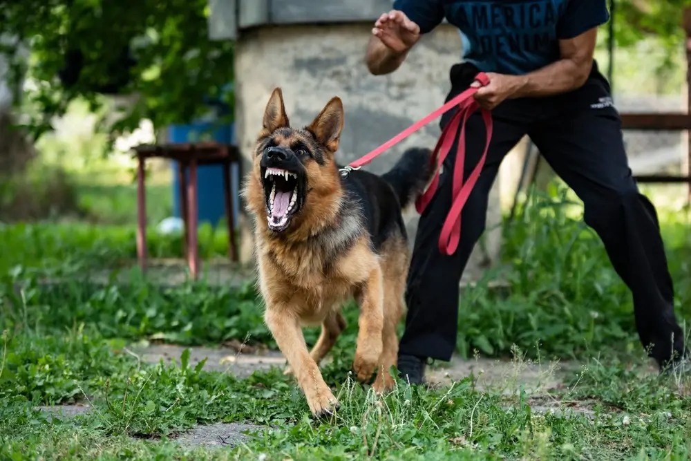 cachorros agressivos