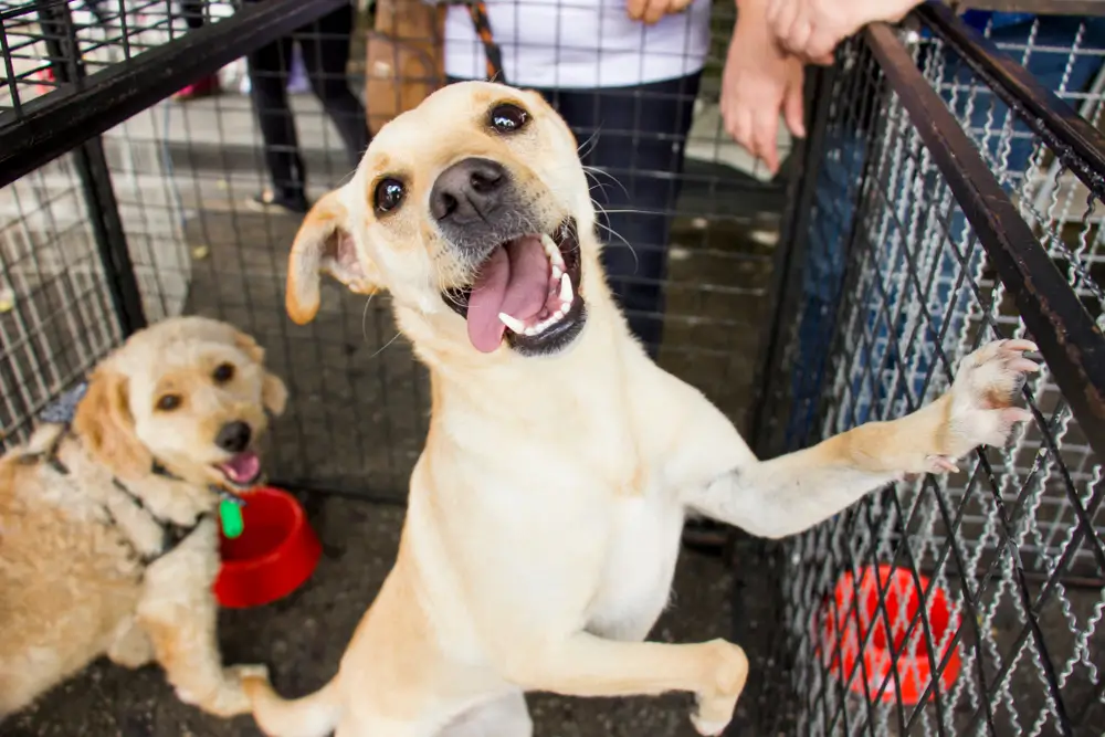 cachorros para adocao